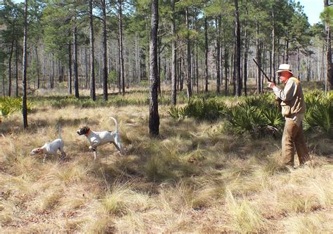 Review: Southern Woods Plantation Quail Hunting Preserve - OutdoorHub