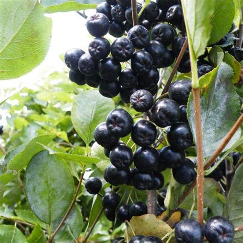 Viking Aronia Berry Plant - Stark Bro’s