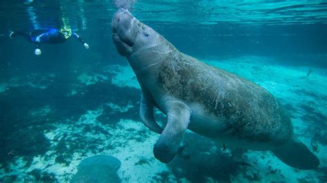 Florida Manatee Tours | Green Edventures Eco Tours