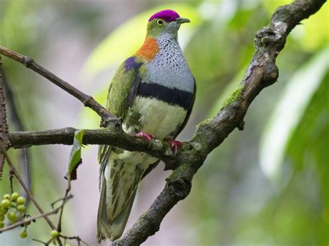 Superb Fruit Dove : r/birds