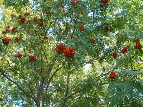 The native American Mountain Ash trees are a brilliant red color this ...