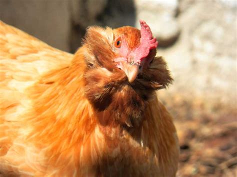 Key West chickens: Noisy, colorful and just like Key West | Florida Rambler