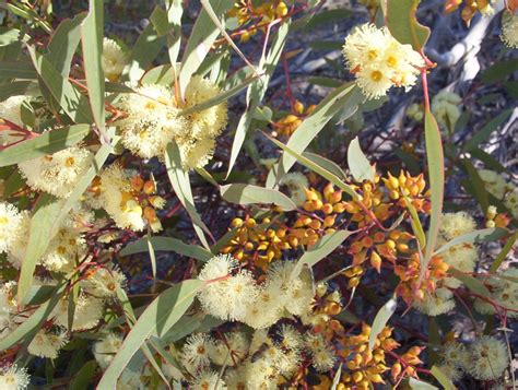 Conservation of Plants Archives - Mallee Native Plants - Mallee Native ...