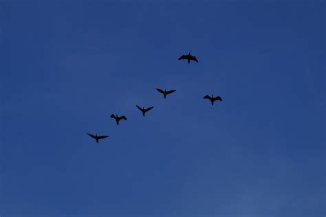 Geese Formation Wild - Free photo on Pixabay