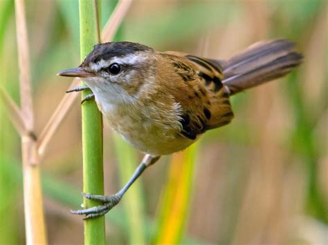 Willow Warbler Bird Facts (Phylloscopus trochilus) | Birdfact