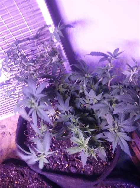 Gorilla Glue# 4 Clones Grow Journal | 420 Magazine