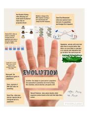 5 Fingers of Evolution - | Course Hero