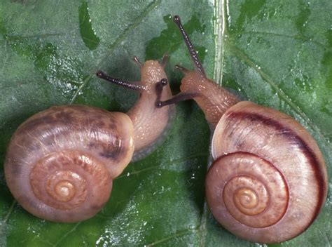 Right- or left-handed? Gene expression tells the story of snail evolution