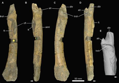 New Revision Paper on Jurassic Theropod, Sarcosaurus - Fossil News - The Fossil Forum