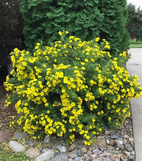 Potentilla Shrub Pruning: Spring Maintenance for a Beautiful Landscape