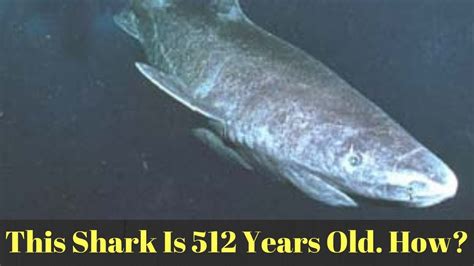 The Oldest Shark Alive - YouTube