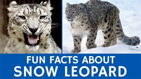 10 Facts About Snow Leopards