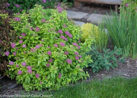 Spirea: How to Grow and Care for Spirea Bushes | Garden Design