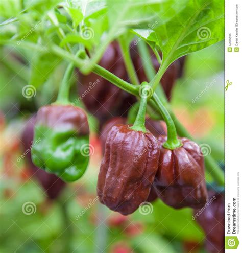 Chocolate habanero stock photo. Image of mexican, plant - 50686596