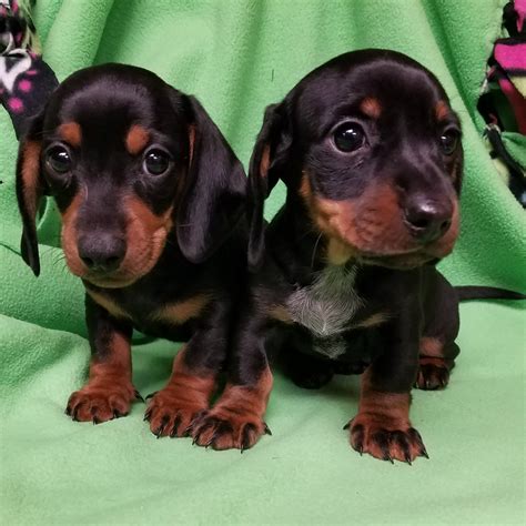 Dachshund Puppies For Sale | Indianapolis, IN #186081