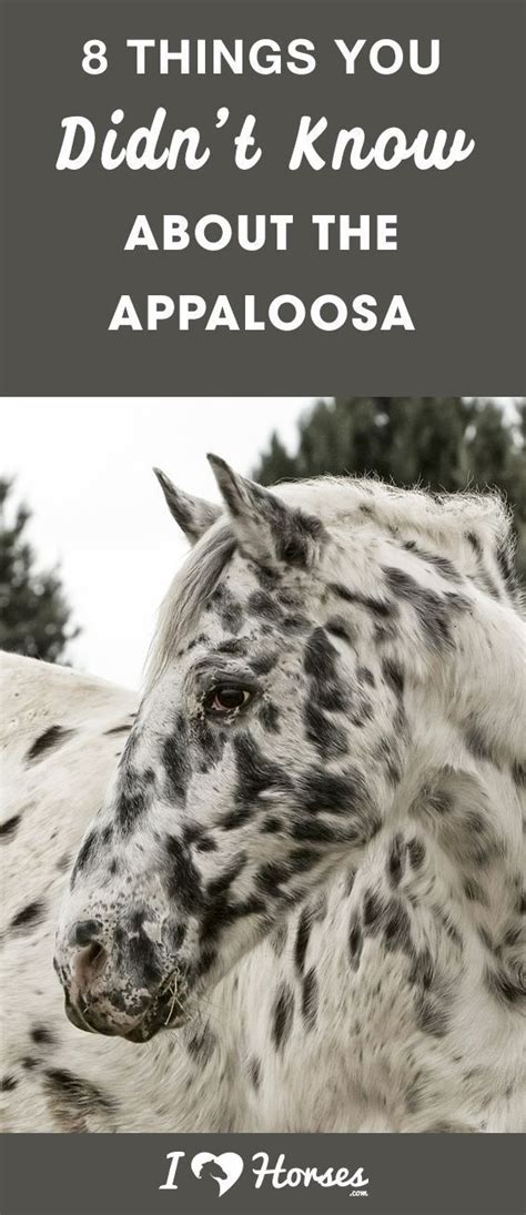 8 Fascinating Facts About The Appaloosa | Appaloosa horses, Horse ...