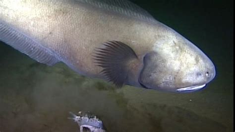 New Hebrides trench: First look at unexplored deep sea - BBC News