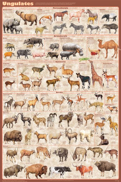 Ungulates - the hoofed animals - all families presented - Famous Feenixx Poster