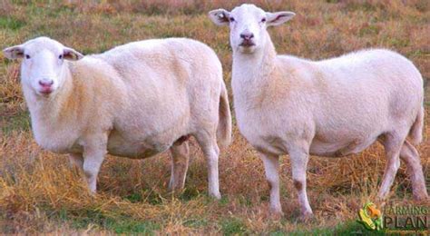 Katahdin Sheep: Breeding Stock And Livestock - Farming Plan