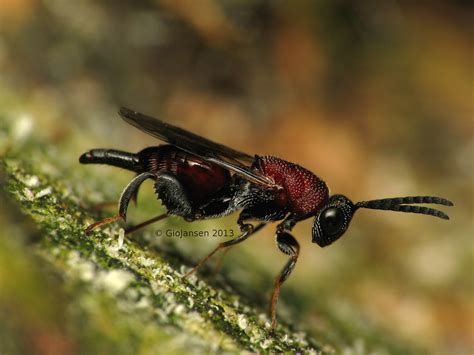 Chalcid wasp (Hymenoptera: Chalcididae), Stypiura sp.? | Flickr