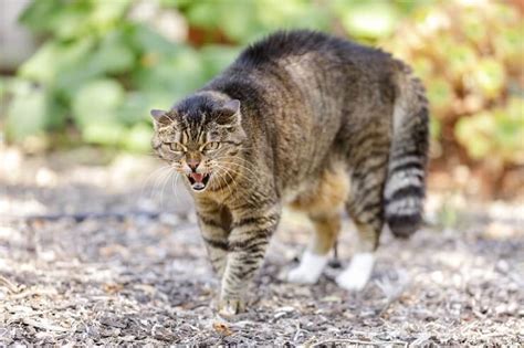 Cat Growling Explained: Why your Cat Growls And Hisses - LOL Cats