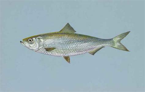 Bob Hodge: Plan proposed to limit number of skipjack herring that can be caught