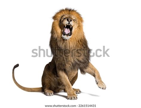 13,350 Teeth Carnivorous Lion Images, Stock Photos, 3D objects ...