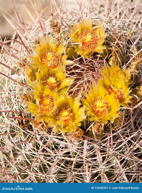 Barrel Cactus in bloom stock image. Image of nature, bloom - 19440347