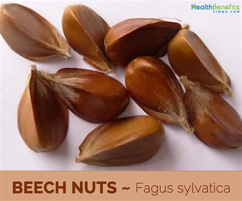 Beech Nut facts and health benefits