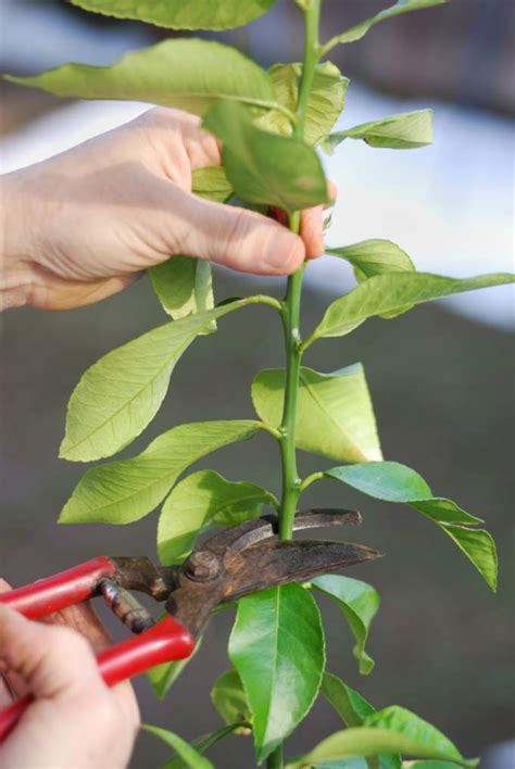 How To Grow A Lemon Tree In A Pot - Home and Gardening Ideas