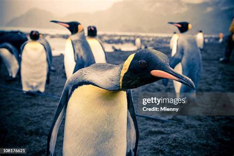 1,694 South Pole Penguins Stock Photos, High-Res Pictures, and Images ...