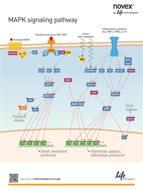 The MAPK Signaling Pathway – Education Poster | Biochemistry, Research ...