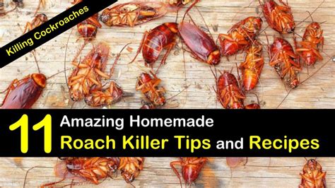 Killing Cockroaches – Amazing Homemade Roach Killer Tips