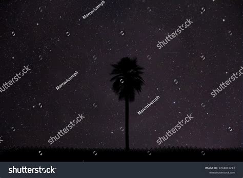 Silhouette Big Tree Night Starry Background Stock Illustration 2244841213 | Shutterstock