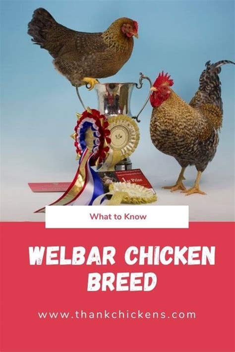 Welbar Chicken Breed: A Comprehensive Guide - Thank Chickens