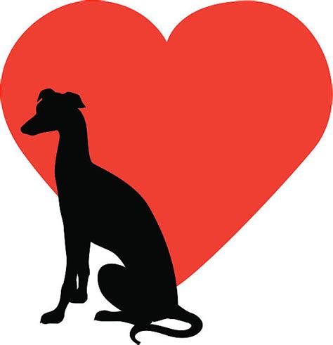 Greyhound Clip Art, Vector Images & Illustrations - iStock