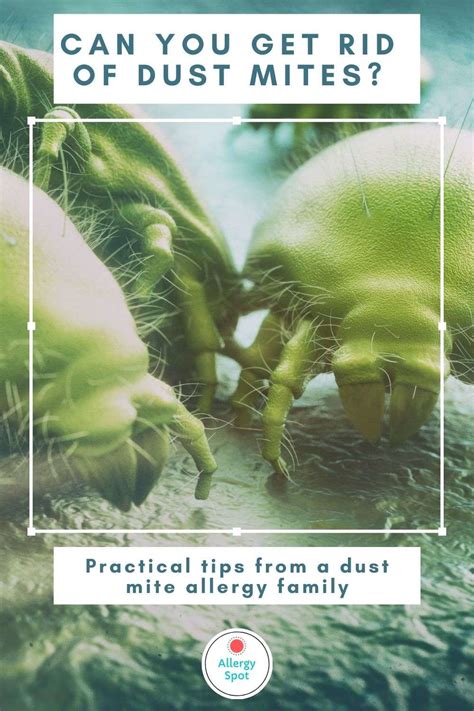 How to get rid of dust mites: Practical allergy tips » Allergy Spot