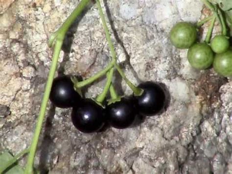 Edible Plants: Black nightshade - YouTube