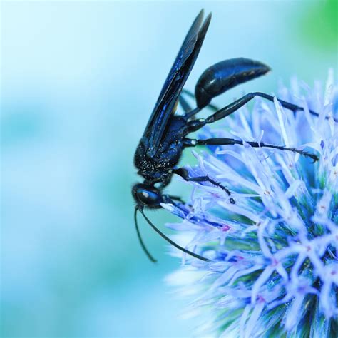 Black Flower Wasp Bite | Best Flower Site