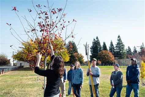 Pruning trees - Sacramento Tree Foundation