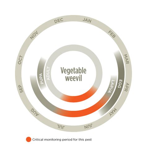 Vegetable weevil – Cesar Australia