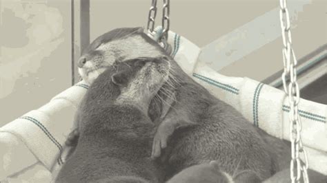 otter cuddle | Tumblr