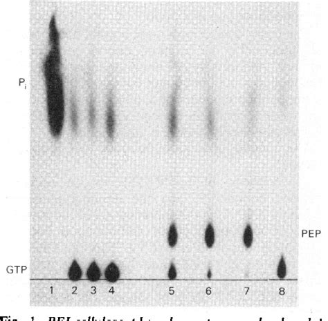 Figure 1 from A simple enzymic method for the synthesis of [32P ...