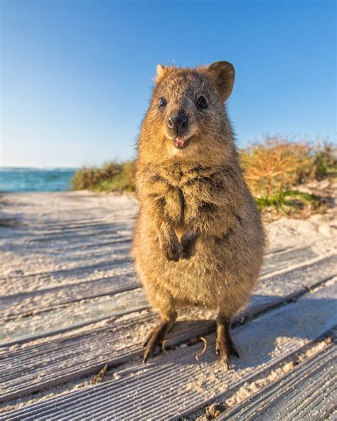 19 Reasons Why Quokkas Brighten Up Even The Shittest Monday Happy ...