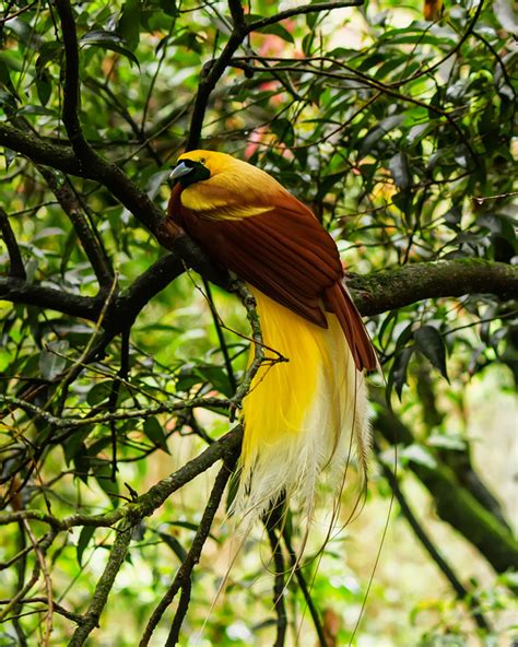 Papua New Guinea Bird Watching Holidays: Birds of Paradise | The ...