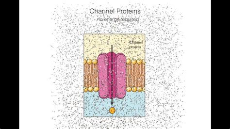 Transport Proteins - YouTube