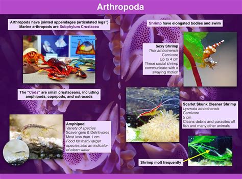 6a4 Marine Invertebrates – biotas