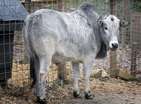 MINI ZEBU - Yellow River Wildlife Sanctuary