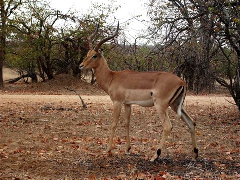 Impala Antelope Gazelle - Free photo on Pixabay - Pixabay