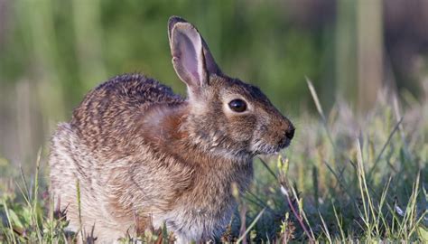 What Kind of Animals Are in Texas' North Central Plains Region? | Sciencing